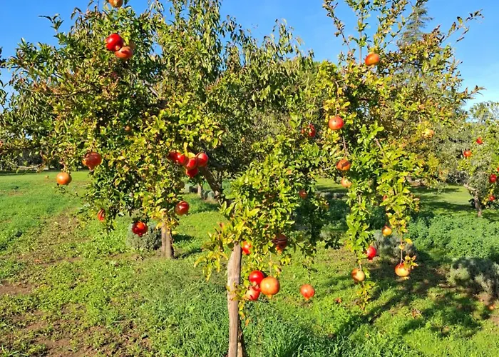 Podere Radici - & Breakfast Bed & Breakfast