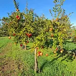 Podere Radici - & Breakfast לינה וארוחת בוקר
