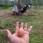 Podere Radici - & Breakfast מיסאנו אדריאטיקו