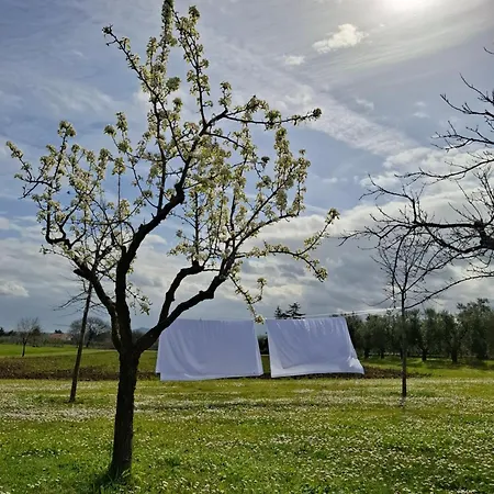 Bed & Breakfast Podere Radici - & Breakfast Misano Adriatico