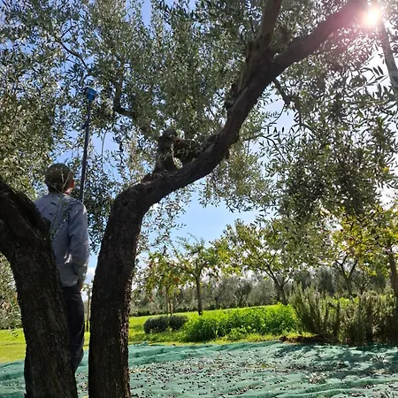 Bed & Breakfast Podere Radici - & Breakfast 3*