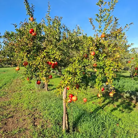Podere Radici - & Breakfast Bed & Breakfast