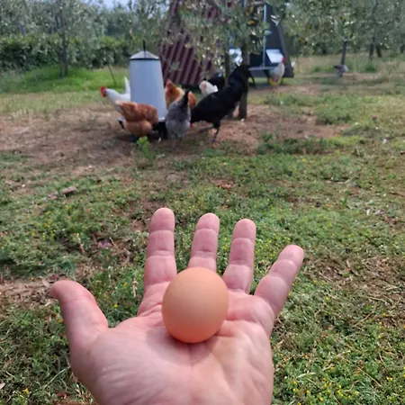 Podere Radici - & Breakfast מיסאנו אדריאטיקו